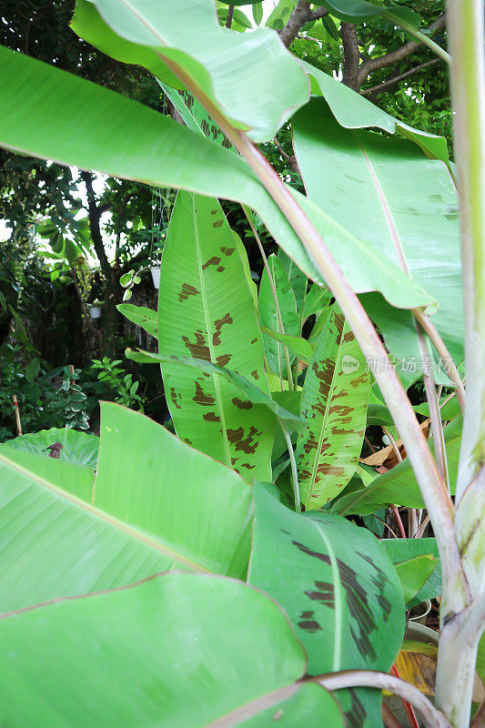 banana plant, blood banana or Musa acuminata or Musa balbisiana